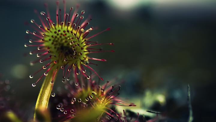 macro, Plants Wallpapers HD \/ Desktop and Mobile Backgrounds