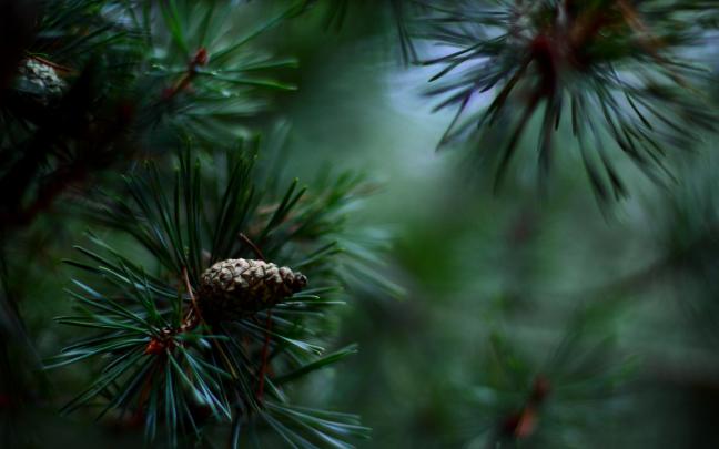 macro Wallpapers HD \/ Desktop and Mobile Backgrounds