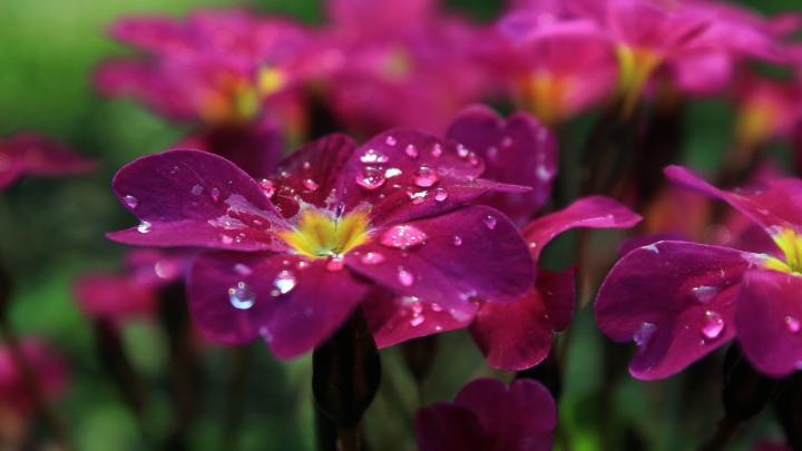 flowers, Macro Wallpapers HD \/ Desktop and Mobile Backgrounds