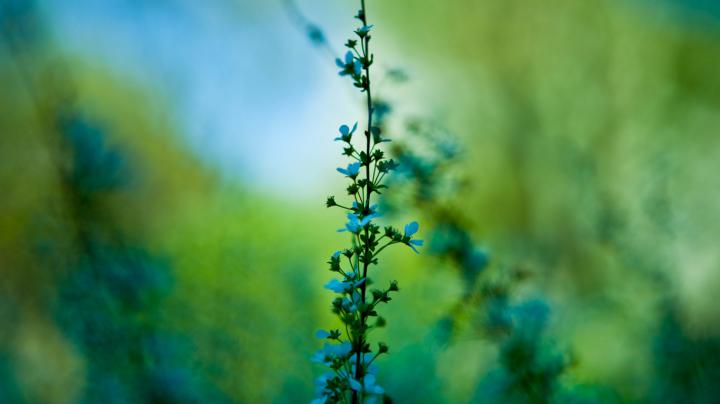 green macro photography - HD Desktop Wallpapers