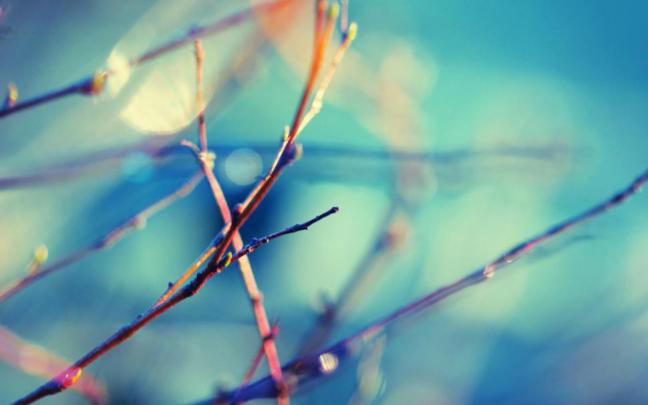 Nature Macro Best Desktop Images wallpaper | nature and landscape 
