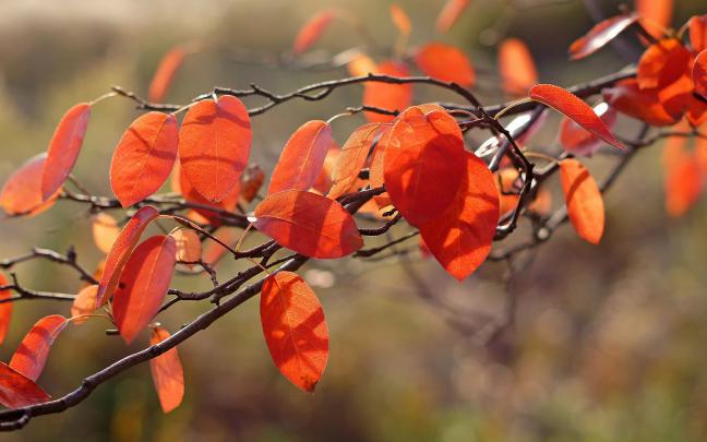 macro wallpaper orange - HD Desktop Wallpapers