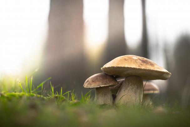 macro, Mushroom Wallpapers HD \/ Desktop and Mobile Backgrounds