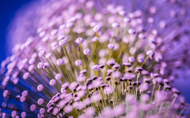 macro flowers backgrounds A4 - HD Desktop Wallpapers