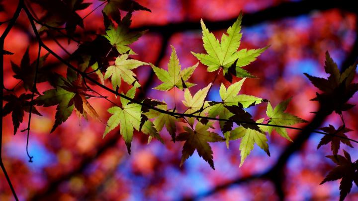 leaves, Macro, Nature Wallpapers HD \/ Desktop and Mobile Backgrounds
