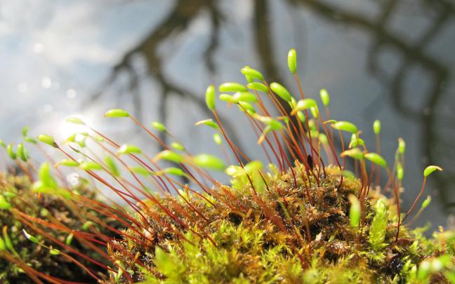 moss, Macro Wallpapers HD \/ Desktop and Mobile Backgrounds