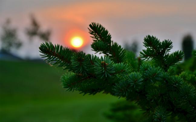 pine cones, Sun, Macro, Blurred, Photography, Nature, Leaves Wallpapers 