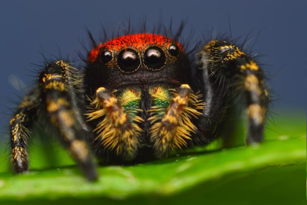 macro, Animals, Spider Wallpapers HD \/ Desktop and Mobile Backgrounds