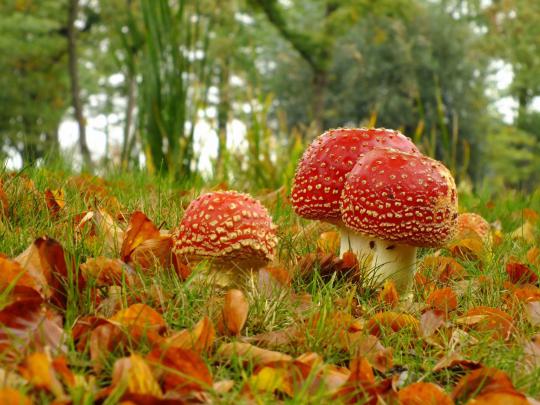 macro, Mushroom, Leaves Wallpapers HD \/ Desktop and Mobile Backgrounds
