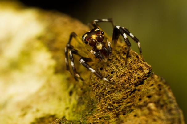 HD Insects Spiders Nature Macro Closeup Zoom Desktop Background Images 