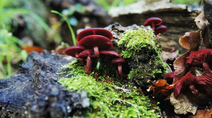mushroom, Macro, Plants, Moss Wallpapers HD \/ Desktop and Mobile 