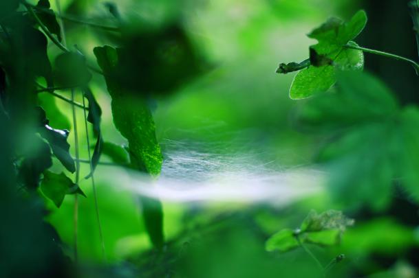Best wallpaper of macro, desktop wallpaper of foliage of the web, 2560\u00d7 