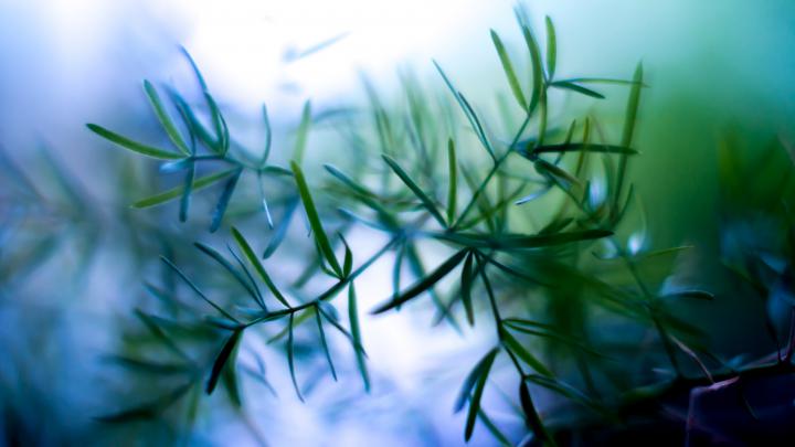 nature, Plants, Macro Wallpapers HD \/ Desktop and Mobile Backgrounds