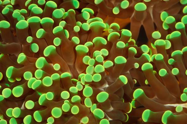 Beautiful desktop wallpaper of macro, picture of corals, neon 