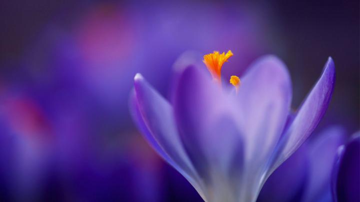 Wallpaper macro, flower, 4k, Nature #16286