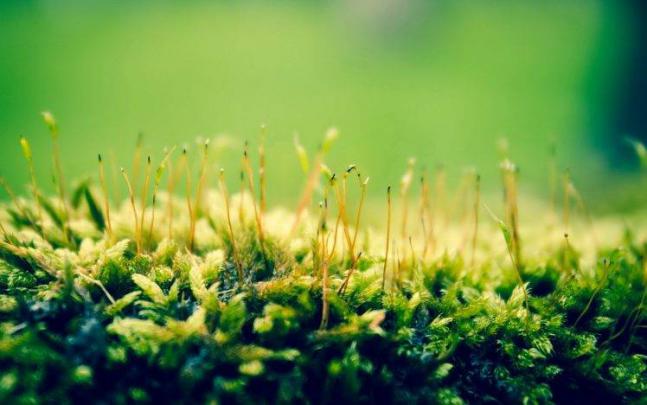 green, Nature, Plants, Macro Wallpapers HD \/ Desktop and Mobile Backgrounds
