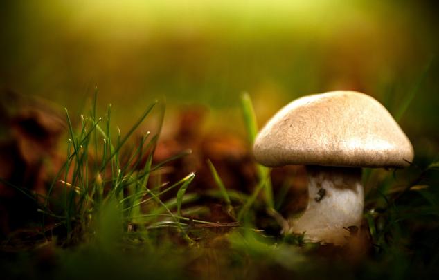 plants, Mushroom, Macro Wallpapers HD \/ Desktop and Mobile Backgrounds