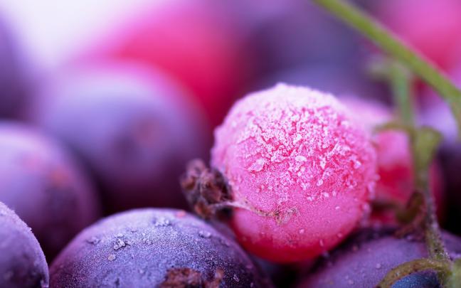 macro, Plants, Fruit, Berries Wallpapers HD \/ Desktop and Mobile 