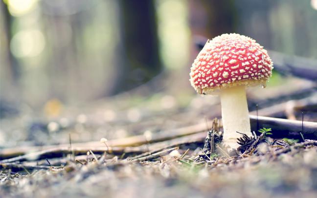 forest macro photography - HD Desktop Wallpapers