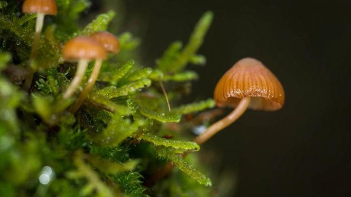macro, Mushroom, Nature Wallpapers HD \/ Desktop and Mobile Backgrounds