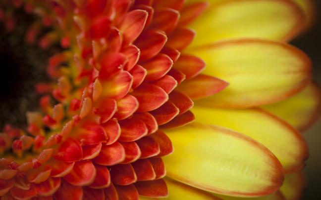 gerbera macro flower orange petals - HD Desktop Wallpapers