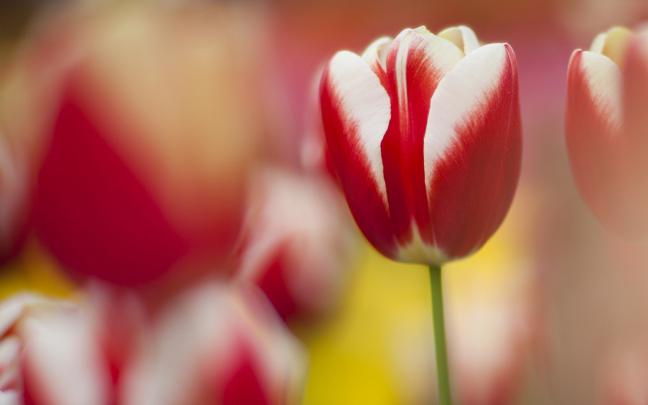 tulips macro flowers - HD Desktop Wallpapers