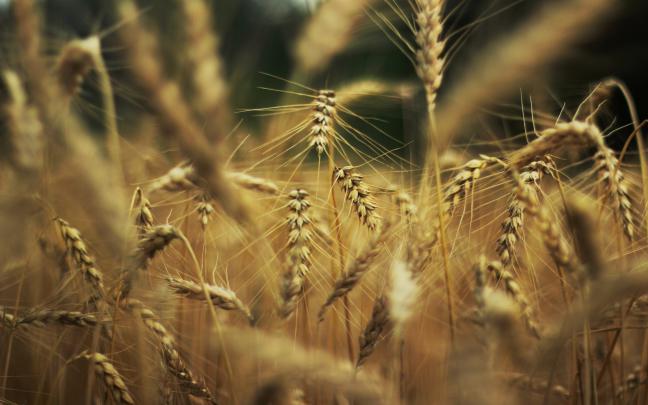 wheat macro - HD Desktop Wallpapers