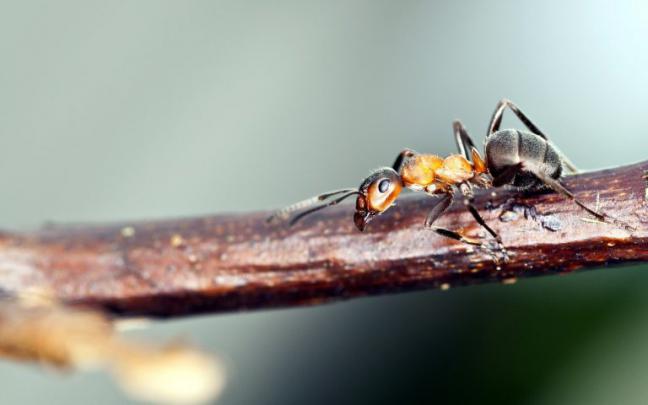 macro photography definition - HD Desktop Wallpapers