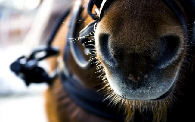 horse macro photography - HD Desktop Wallpapers