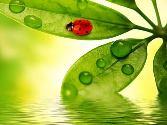Wallpapers Of Raindrops