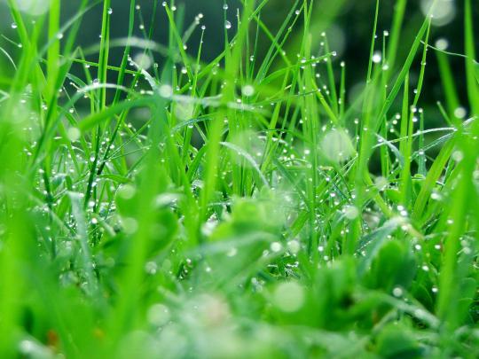Wallpapers Of Raindrops -