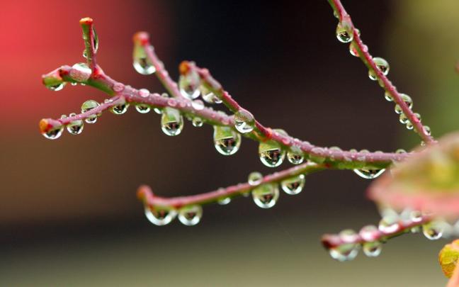 Beautiful Rain Drops Wallpapers with Quotes (52+ images)