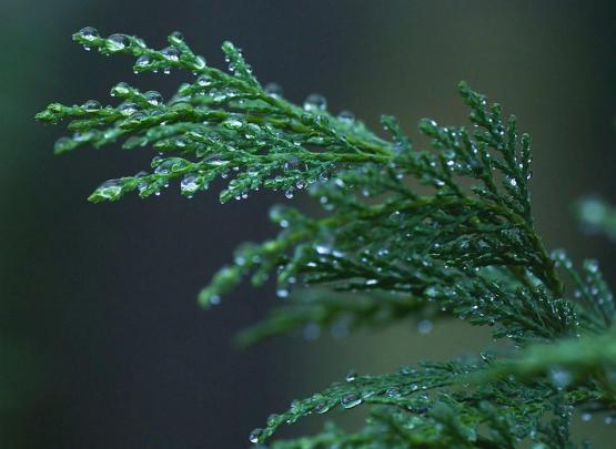 Wallpapers Of Raindrops