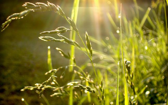 raindrops images - HD Desktop Wallpapers
