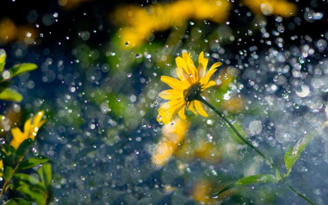 Yellow Flowers Raindrops Glare 2560x1600