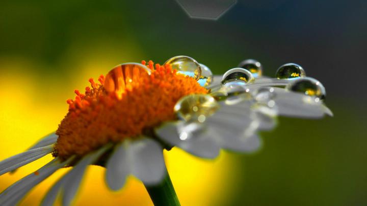 Daisy Raindrops HD desktop wallpaper : Widescreen : High Definition 