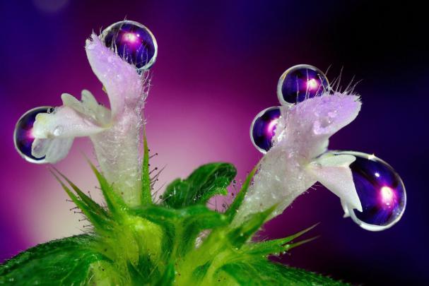 Big raindrops on the white flowers - HD Wallpaper