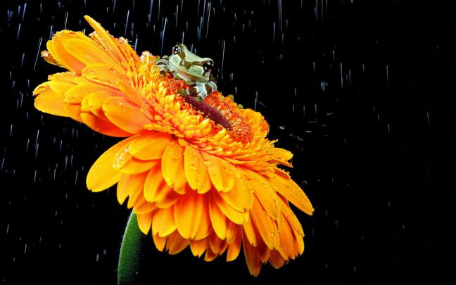 HD Wallpapers Inbox: Raindrops Flower