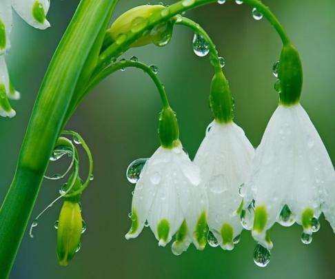 rain flowers garden spring season raindrops snowdrops white flowers 