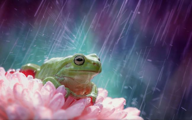 30 Hd Rain Wallpapers For Your Desktop