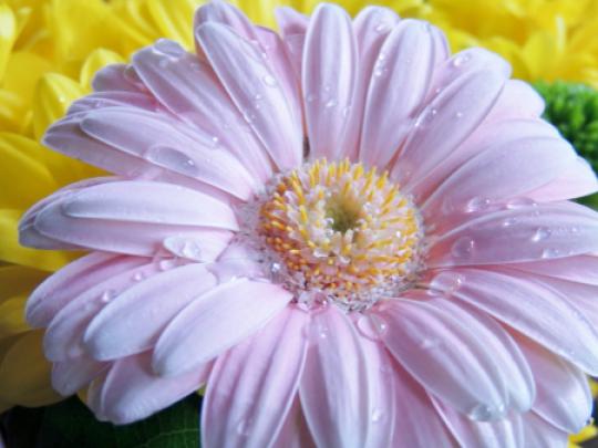 Raindrops On Petals - Daisies Wallpapers and Images - Desktop Nexus Groups