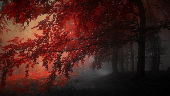 Horizontal Red And Black Aesthetic Wallpapers