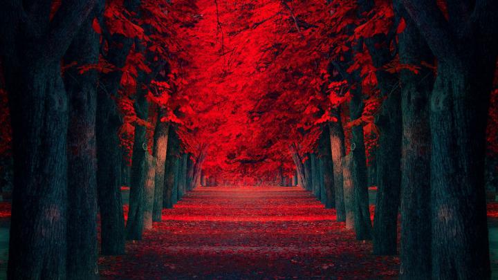 Red and Black 4K Wallpaper -