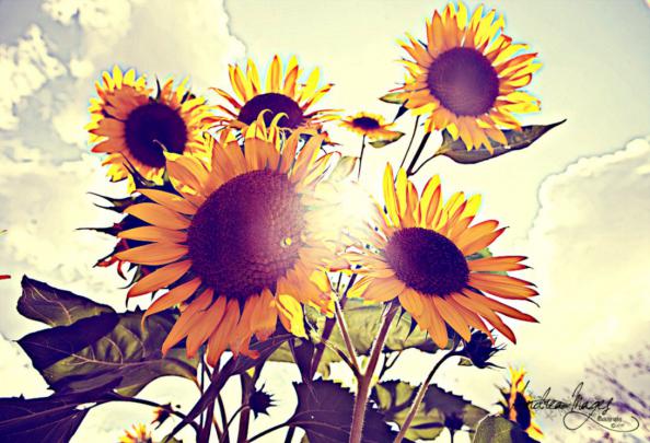 Vintage Sunflower Wallpaper | Kingdom Wallpapers