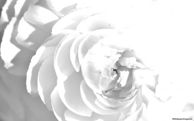 White Abstract background \u00b7\u2460 Download free stunning backgrounds for 