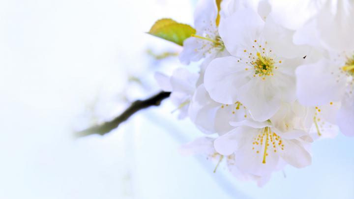 bright flowers white - HD Desktop Wallpapers