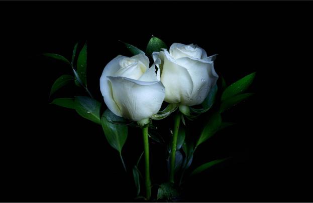 White Rose Desktop Wallpapers