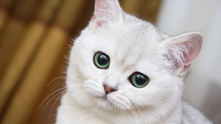 white cats wallpaper - HD Desktop Wallpapers
