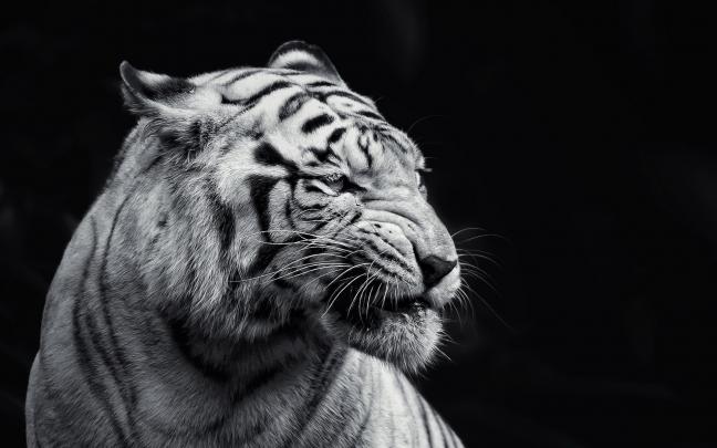 white tigers wallpaper - HD Desktop Wallpapers
