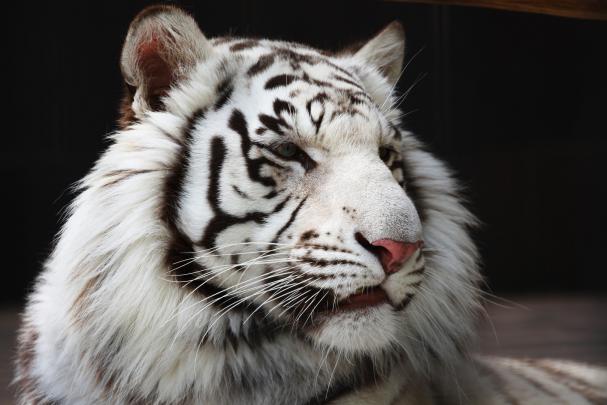 white tiger wallpaper - HD Desktop Wallpapers